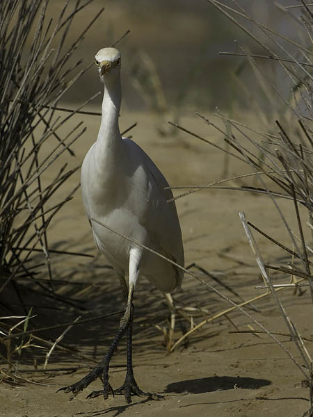 Lehmähaikara, Cattle Egret, Bubulcus ibis